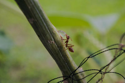 Close-up of insect on plant