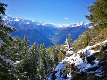 Pine trees on snowcapped mountains against sky