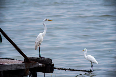 Birds perching on a sea