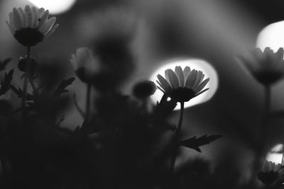 Close-up of flowers against blurred background
