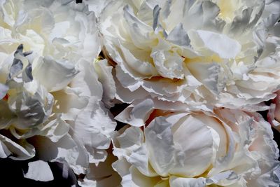 Full frame shot of white flower bouquet