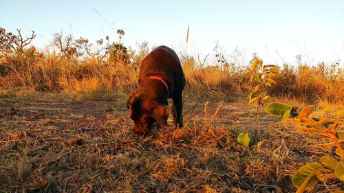 Dog on field