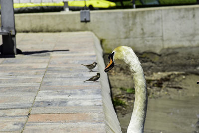 View of bird on footpath