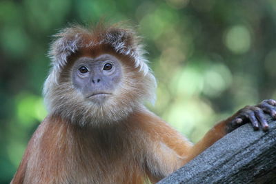 Close-up portrait of javan lutung on tree