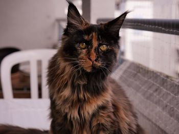 Close-up portrait of a cat