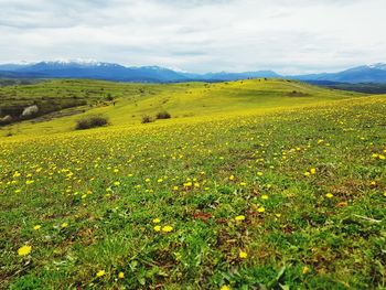 Scenic view of yellow flowering plants on field against sky