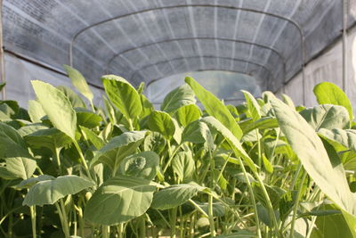 Close-up of plants growing in greenhouse