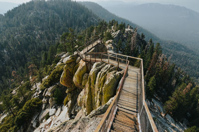 High angle view of trees in forest