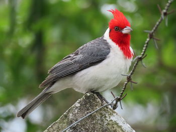 Close-up of bird perching on branch