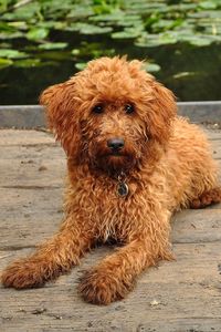 Portrait of cockapoo resting on pier against lake