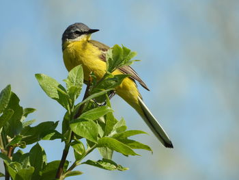 Close-up of bird perching on plant