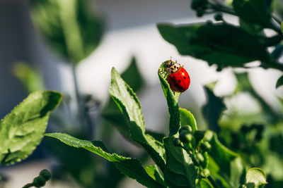 Red ladybug on a green leaf.