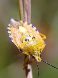 Close-up of orange insect on twig