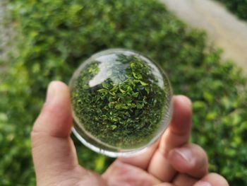 Close-up of hand holding plant