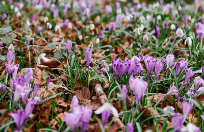 Close-up of purple crocus flowers on field