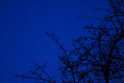 Low angle view of bare tree against blue sky