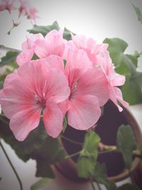 Close-up of pink flowers