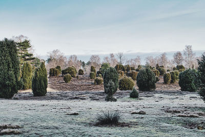 Trees on field against sky