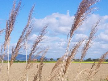 Plants growing on land against sky