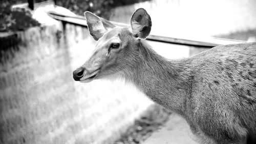 animal
