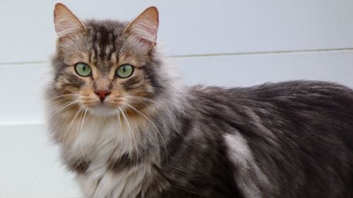 Close-up portrait of cat