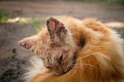 Close-up of cat sleeping