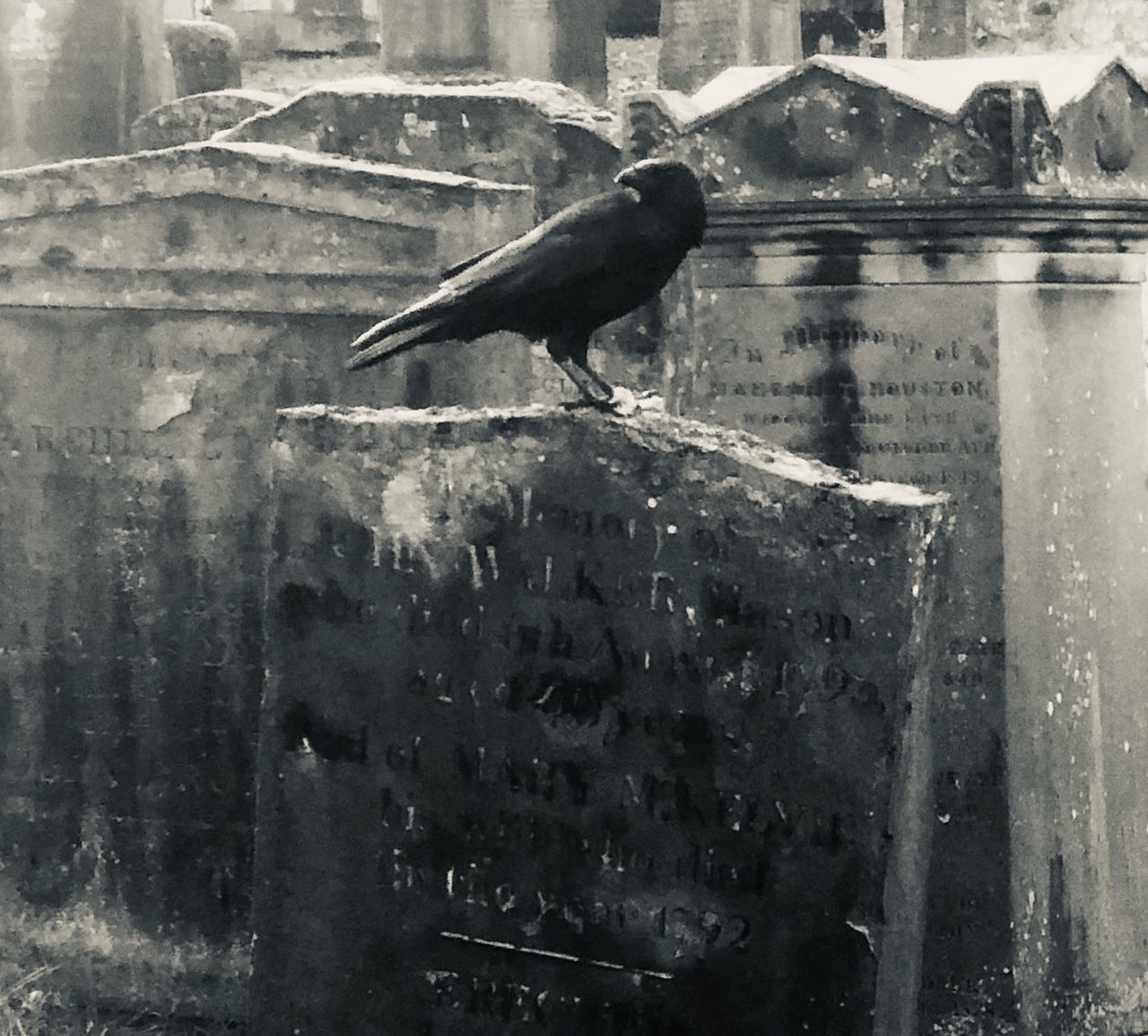 SIDE VIEW OF BIRD PERCHING ON WATER