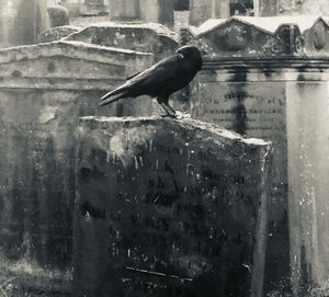 Close-up of bird perching on a water