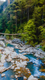 Scenic view of river amidst trees in forest