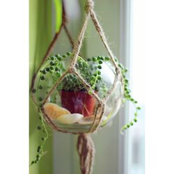 Close-up of vegetables hanging on plant