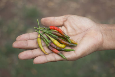 Close-up of hand holding tomato