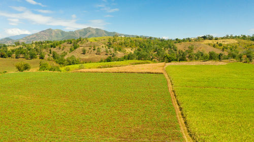 Sugar cane hasvest plantation. aerial top view of a agriculture fields. sugar cane farm. 