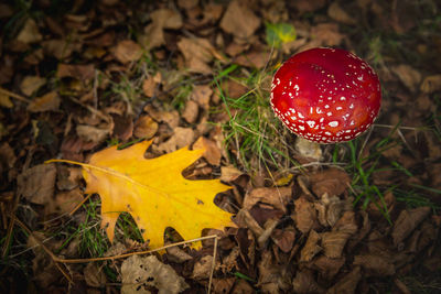 High angle view of fly agaric mushroom on field