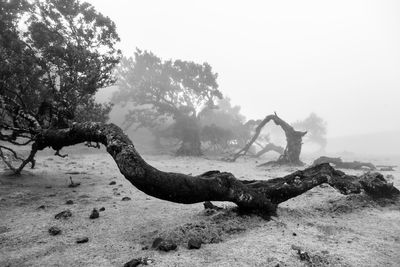 Side view of dead tree against sky