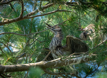 Low angle view of bird perching on tree