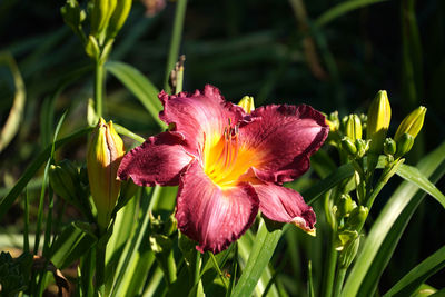 plant