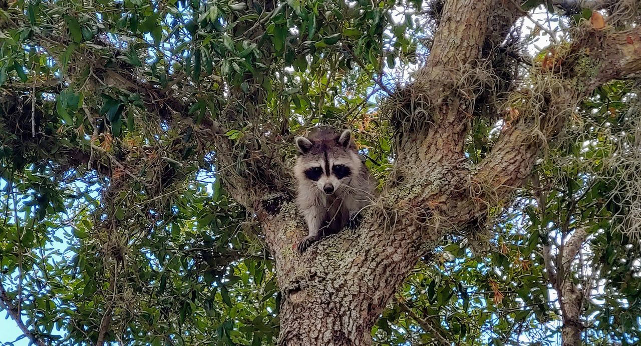 tree, plant, mammal, animal themes, animal, animal wildlife, one animal, animals in the wild, tree trunk, trunk, vertebrate, low angle view, nature, growth, branch, looking at camera, no people, day, portrait, outdoors