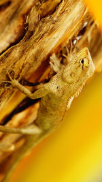 Close-up of lizard on leaf