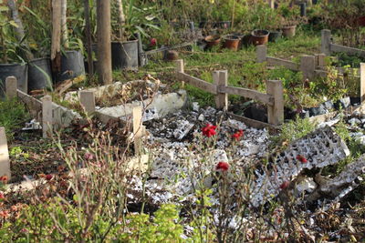 High angle view of flowering plants in yard