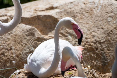 Close-up of swan on rock