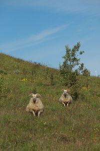 Sheep in a field