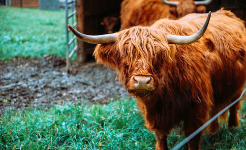 Highland cow in a field