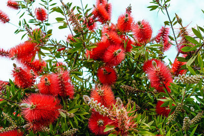 Close-up of christmas tree