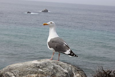 Seagull perching on rock by sea