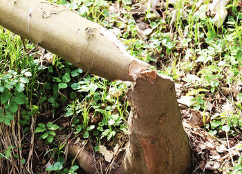 Close-up of hand holding plants