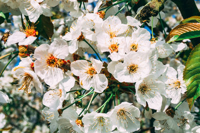 Close-up of white cherry blossoms in spring