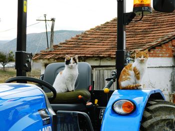 Cats sitting on tractor against house