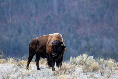 American bison covered in frost in an early autumn morning in yellowstone national park