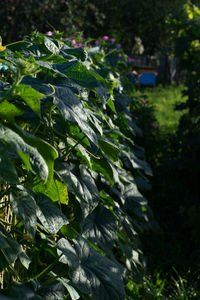 Close-up of fresh green plants