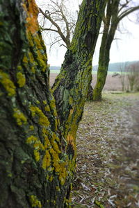 Close-up of moss growing on tree trunk
